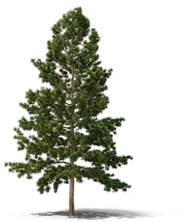 Christmas Fir Tree Download Free Png Png Play Evergreen Tree Png Pine Tree Transparent Background