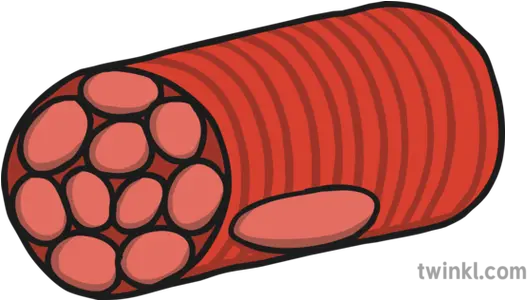 Skeletal Muscle Cell Illustration Twinkl Skeletal Muscle Cell Png Muscle Png