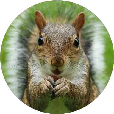 Squirrel Agency Grey Squirrel Png Squirrel Girl Icon