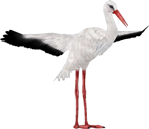 Download Stork White Stork Png Stork Png