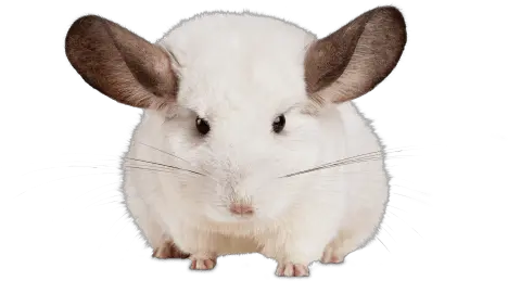 Chinchilla Much Are Chinchillas At Petco Png Chinchilla Png