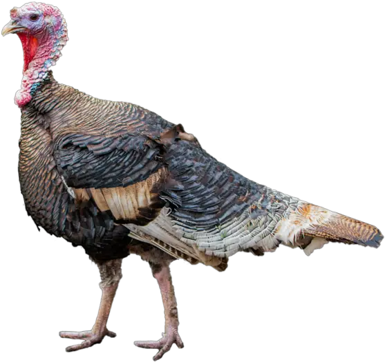 Turkey Png Transparent Background Image Pavo Png Turkey Png