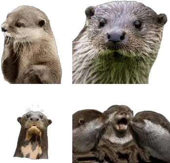 Otters Transparent Png Images Stickpng High Resolution Happy Otter Otter Png