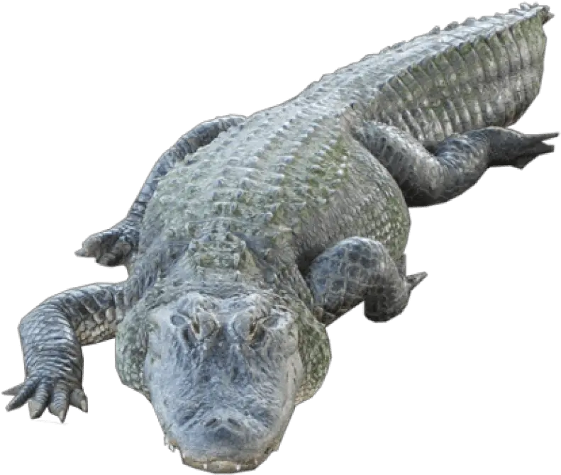 Crocodile Transparent Images High Resolution Crocodile Png Crocodile Transparent