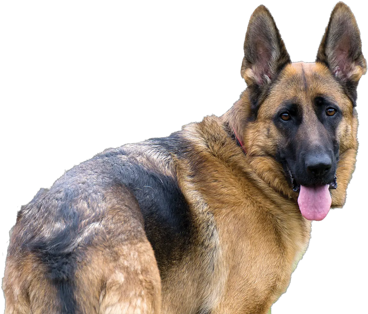 Download Hd German Shepherd Old German Shepherd Dog German Shepherd Png German Shepherd Png