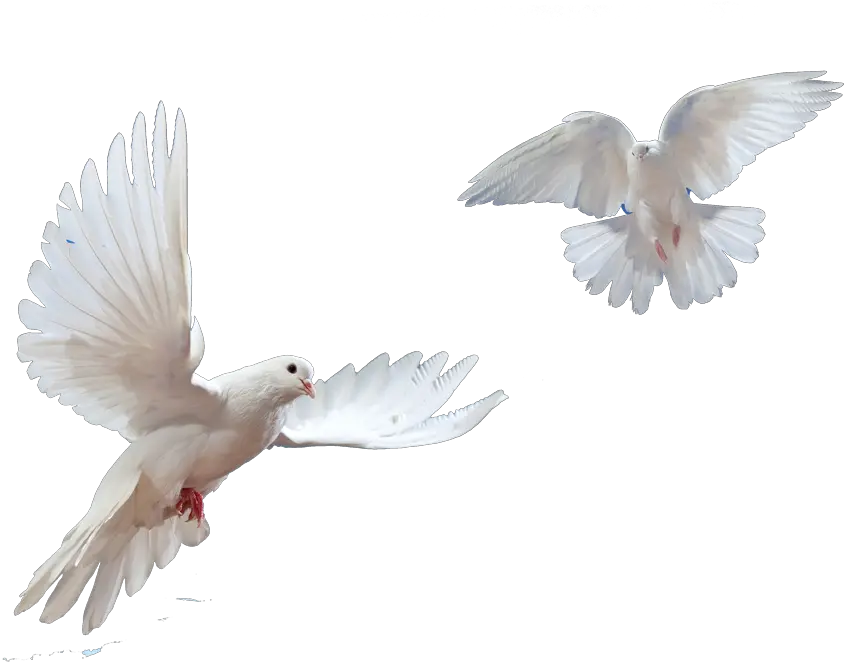 Dove Png Images Transparent Doves Flying Transparent Background Dove Transparent