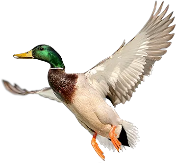 Banding Black Ducks Mallard Png Duck Transparent