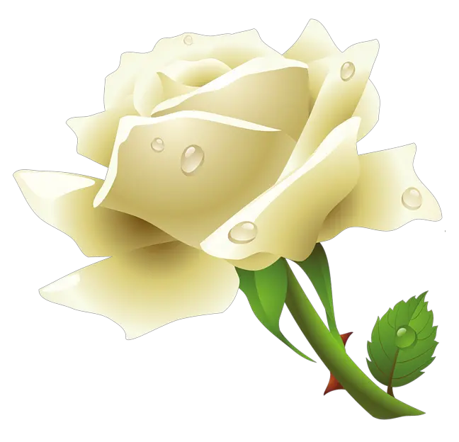 Download White Rose Free Png Transparent Image And Clipart Transparent White Rose Png Single Rose Png