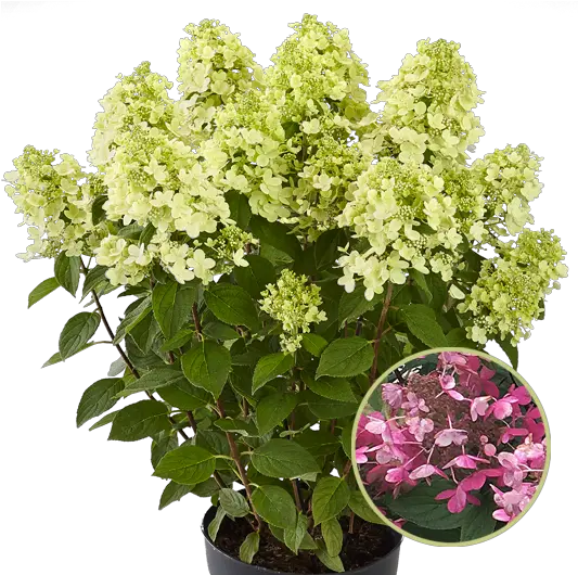 Panflora Kötterheinrich Bougainvillea Png Hydrangea Png