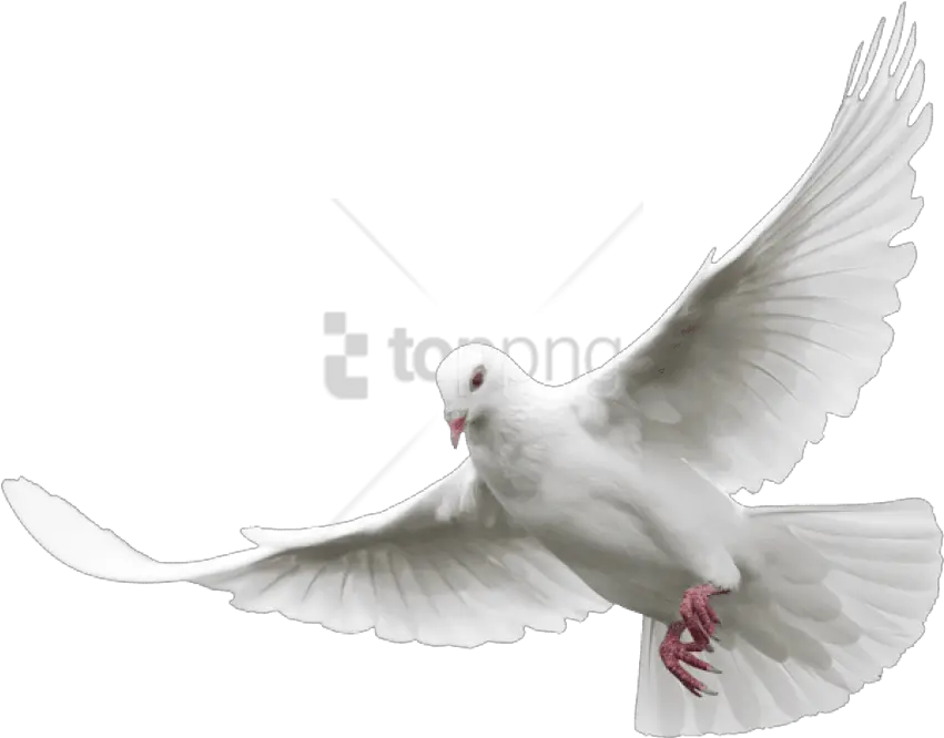 Free Png Download White Dove Images Transparent Background Dove Png Dove Png