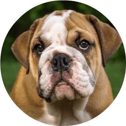 Everything About Pets And Pet Insurance Bull Dog Png British Icon Bulldogs