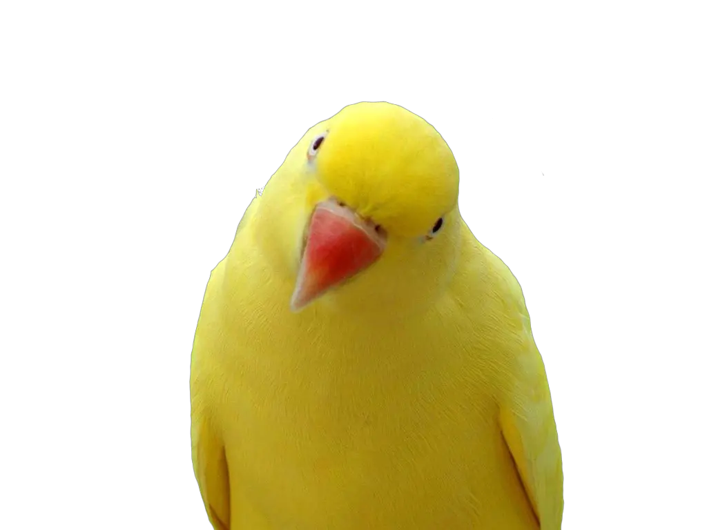 Yellow Yellow Parrot Orange Beak Png Parrot Transparent