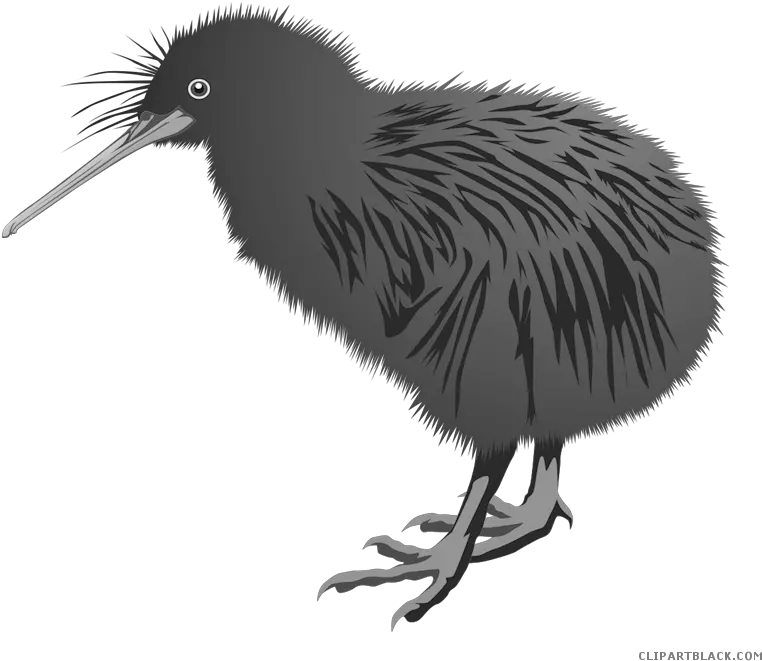 Kiwi Bird Clipart Library Download Black Images Of Kiwi Bird Png Kiwi Bird Png