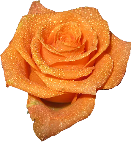 Transparent Orange Png Flowers