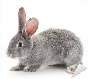 Baby Rabbit Png Picture Rabbit With A White Background Rabbit Png