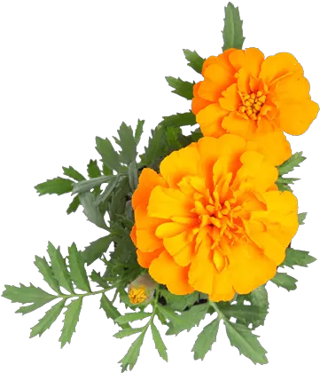 The Marigold Foundation Marigold Transparent Png Marigold Png