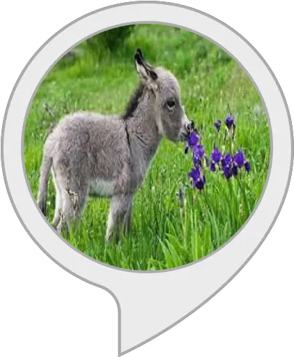 Donkey Trivia Amazonin Alexa Skills Donkey Png Donkey Transparent