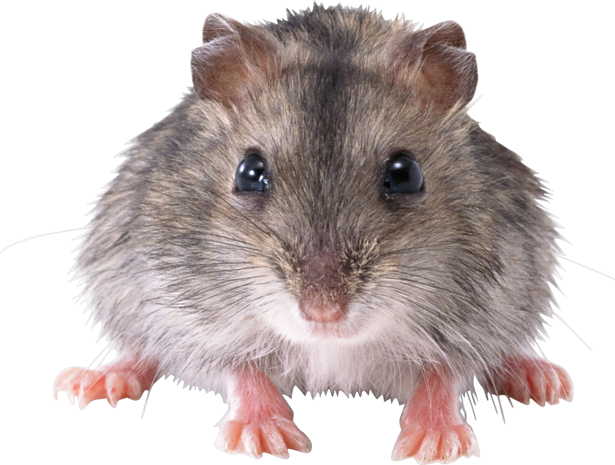 Cute Small Mouse Transparent Png Stickpng Transparent Background Mouse Rat Png Mouse Png