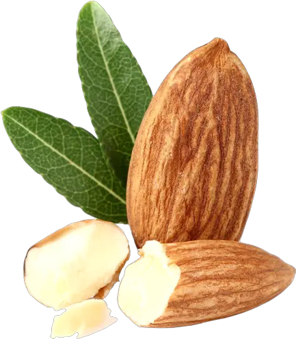Almond Free Png Images Tree Almond Leaves Png Almond Transparent