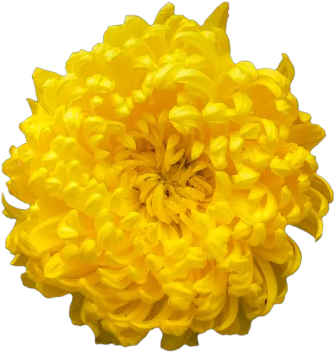Transparent Chrysanthemum Yellow Orange Png Flowers Transparent Tumblr