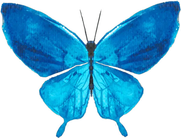 Free Online Butterfly Butterflies Watercolor Decoration Holly Blue Png Butterfly Vector Png png