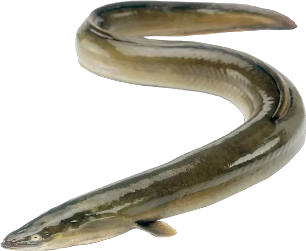 Transparent Eel Full Grown Jpg Free Freshwater Eel South Africa Png Eel Png