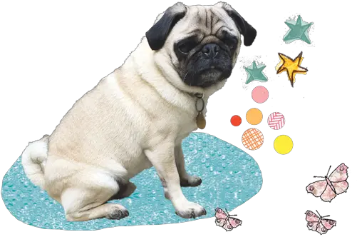 Doug Works With Those Who Have No Pug Png Pug Transparent Background