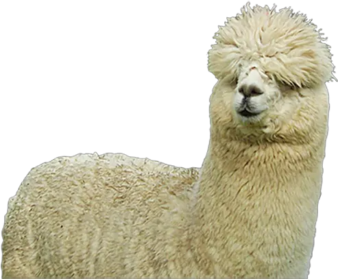 Alpaca Png Hd Alpaca Png Llama Png