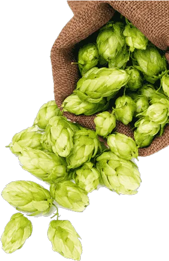 Hops Png 1 Image Transparent Hops Png Hops Png