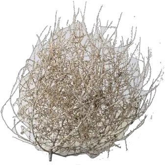 Dried Tumbleweed Small Dried Tumbleweed Png Tumbleweed Png