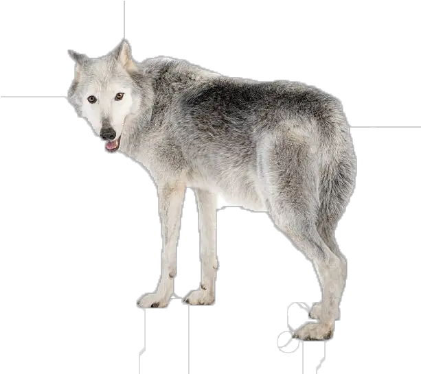 Wolf Png Picture Wolf In A White Background Wolf Png