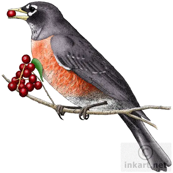 Download European Robin Png Clipart For Connecticut Animals Robin Png