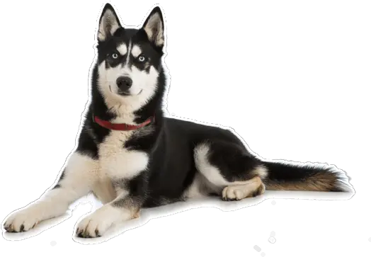 Husky Adoption Transparent Png Husky In California Husky Png
