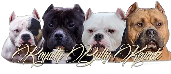 American Bully Kennel Collar Png American Bully Logo