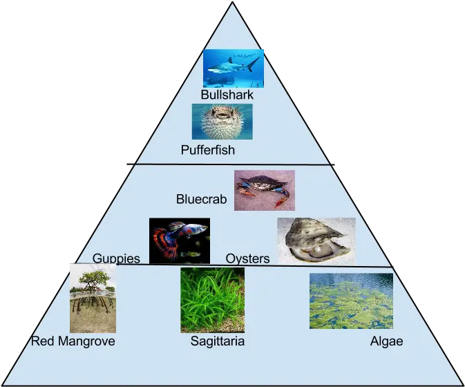 Food Pyramid Food Pyramid For Mangroves Png Food Pyramid Png png