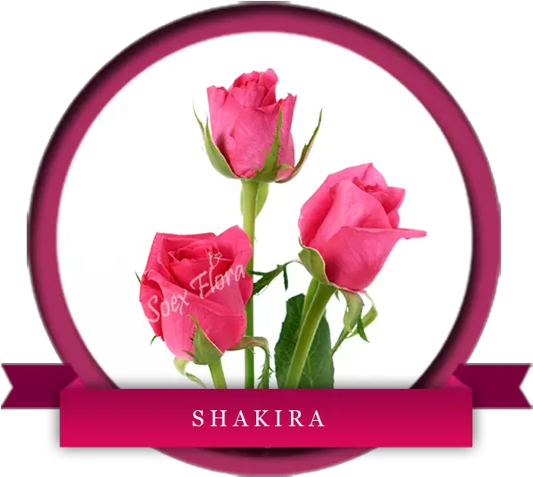 Indian Fresh Flower Grower And Exporters In Europe Uk Floral Png Shakira Png