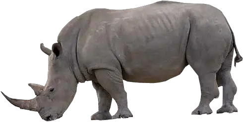 Rhino Transparent Image Free Png Images Rhino With No Background Rhino Png