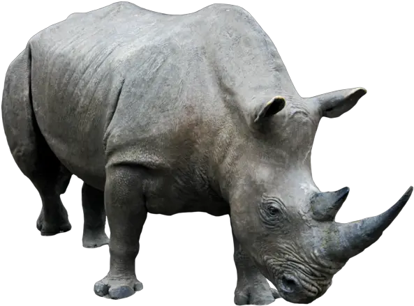 Rhino Png Clipart Rhino Png Rhino Png