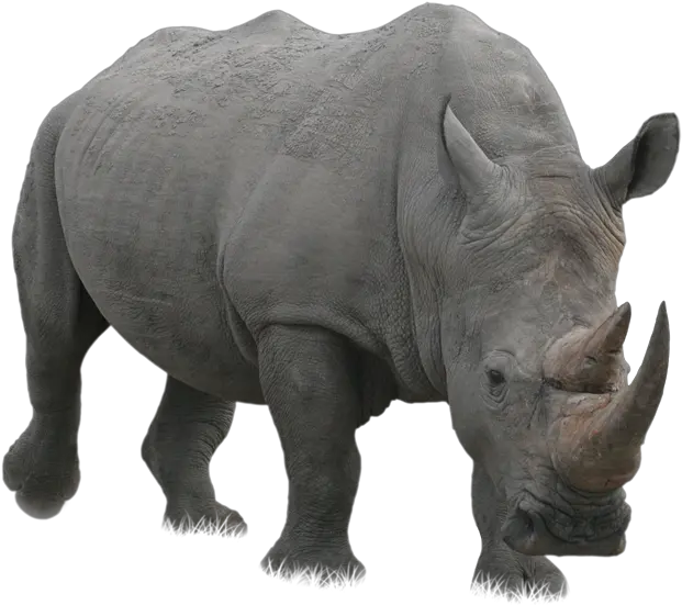 Rhino Png Rhinoceros Png Rhino Png