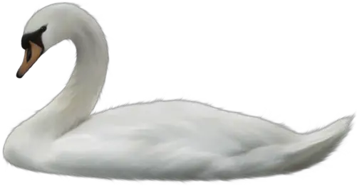 Swan Png Image Without Background Png Swan Swan Png