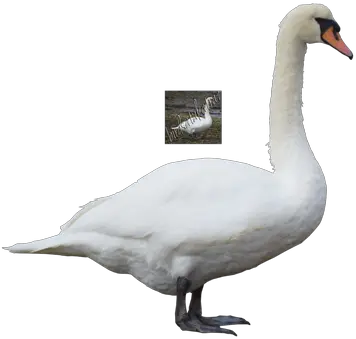 Swan Free Png Transparent Image And Clipart Tundra Swan Swan Png