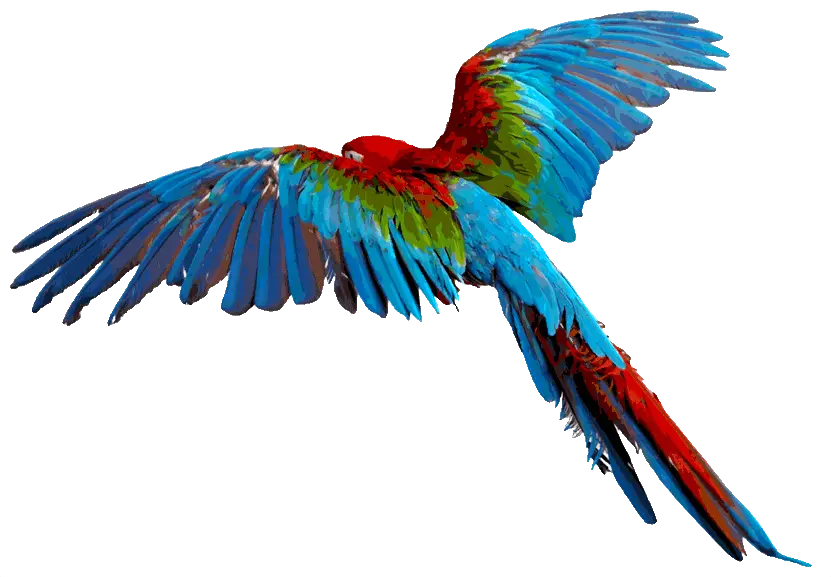 Flying Flying Colourful Birds Png Parrot Transparent