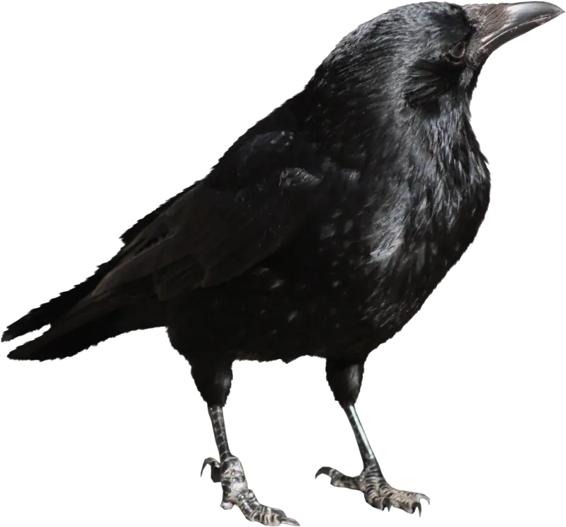 Download Crow Png File Crow Transparent Png Crow Png