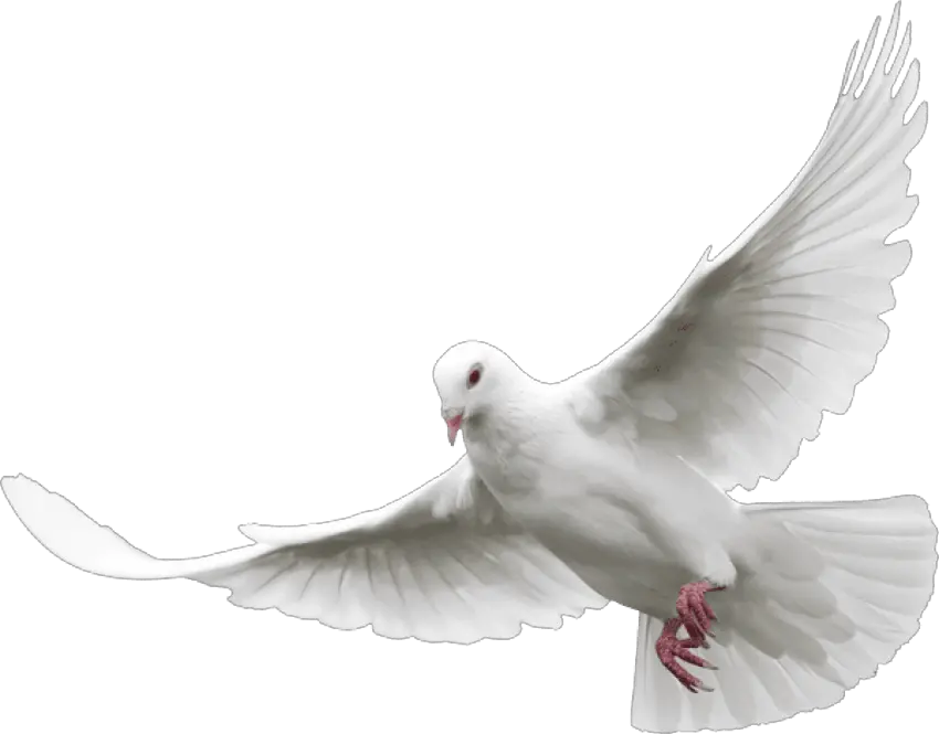 Paloma En Png 1 Image Transparent White Dove Png Paloma Png