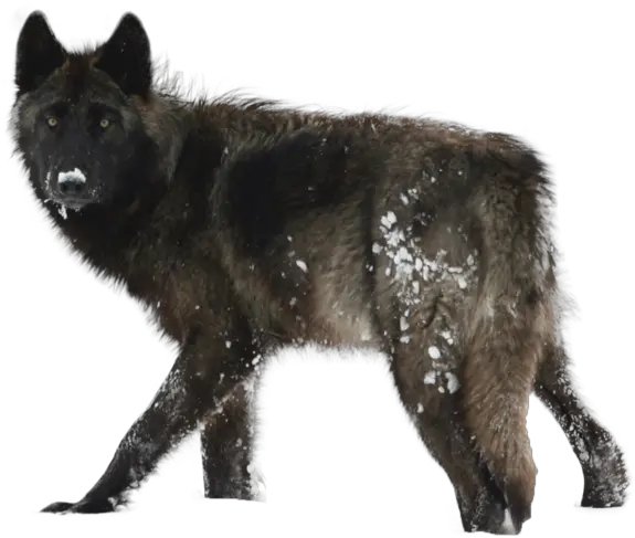 Wolf Clipart No Background Best Time Of Year To See Wolves Png Wolf Transparent