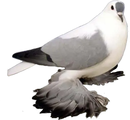 Pigeon Free Png Image Stock Dove Pigeons Png
