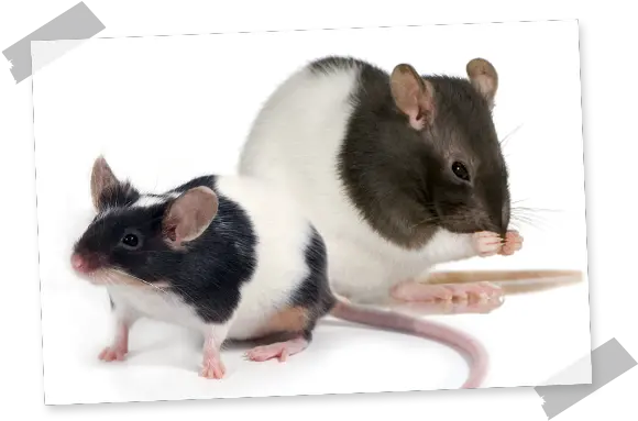Rat And Mouse Hamiform Fancy Rat Png Rats Png