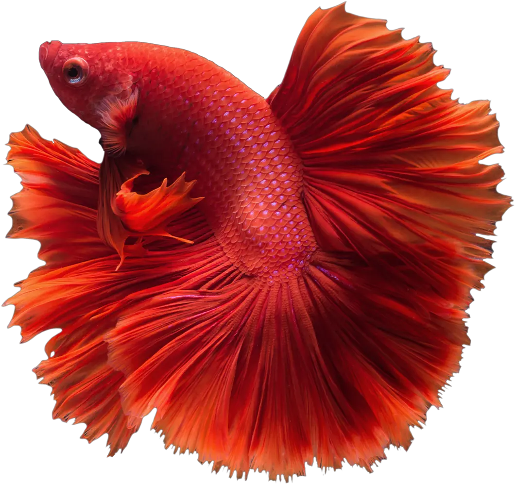 Betta Fish Png U0026 Free Fishpng Transparent Images Halfmoon Betta Fish Png Koi Fish Png