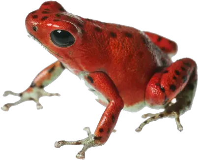 Poison Dart Frog Transparent Poison Dart Frog Png Frog Png