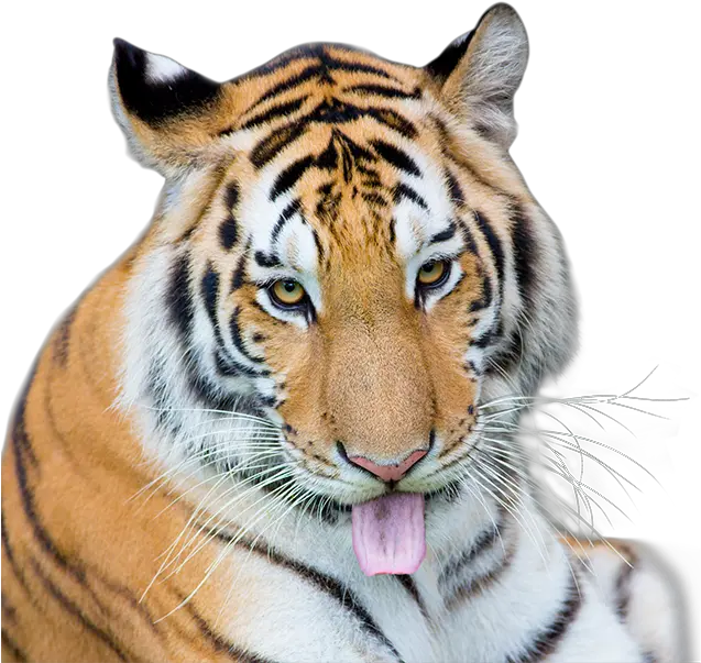 Tiger Scratch Png Siberian Tiger Tiger Scratch Png